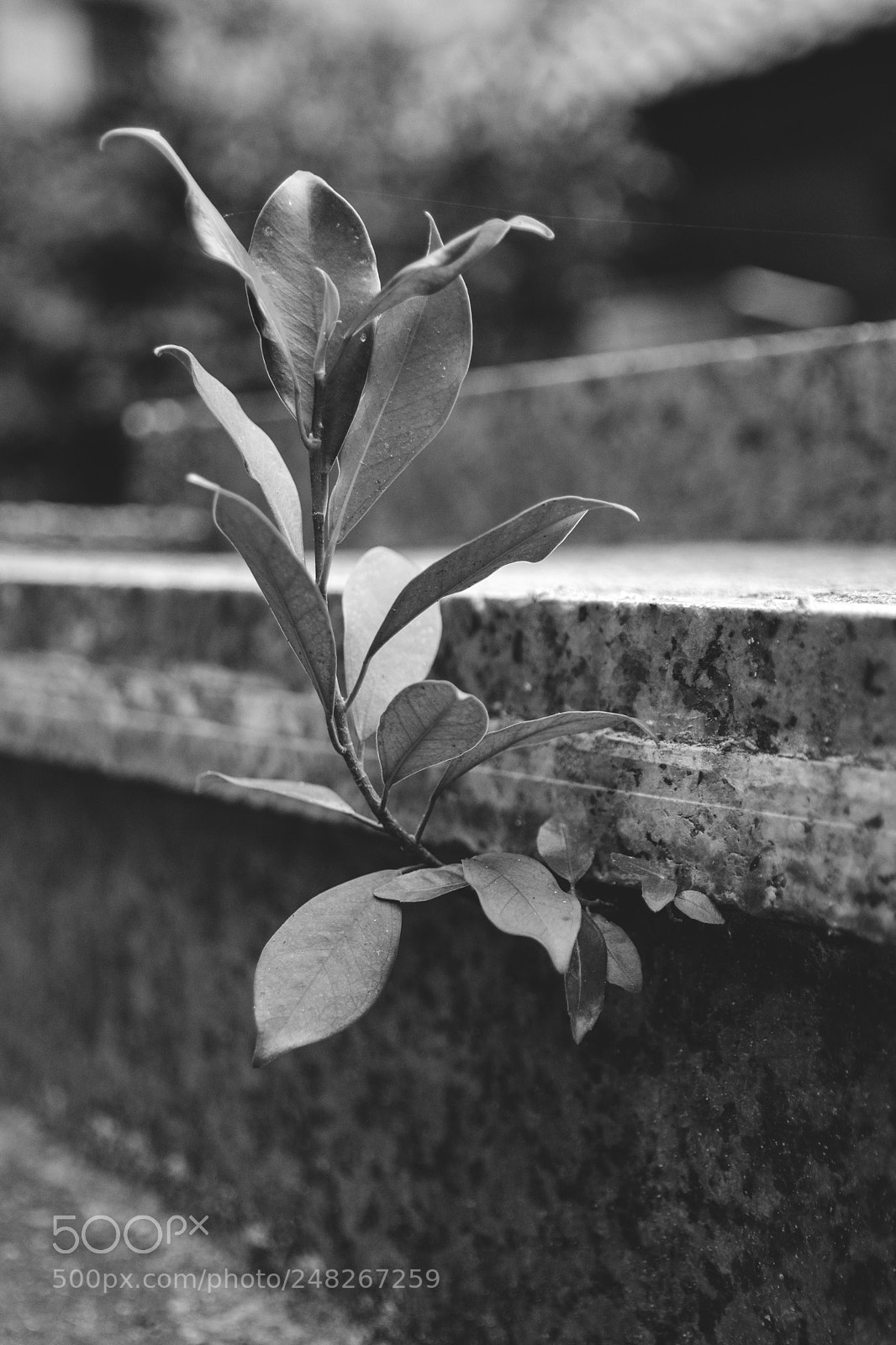 Canon EOS 80D sample photo. *** photography