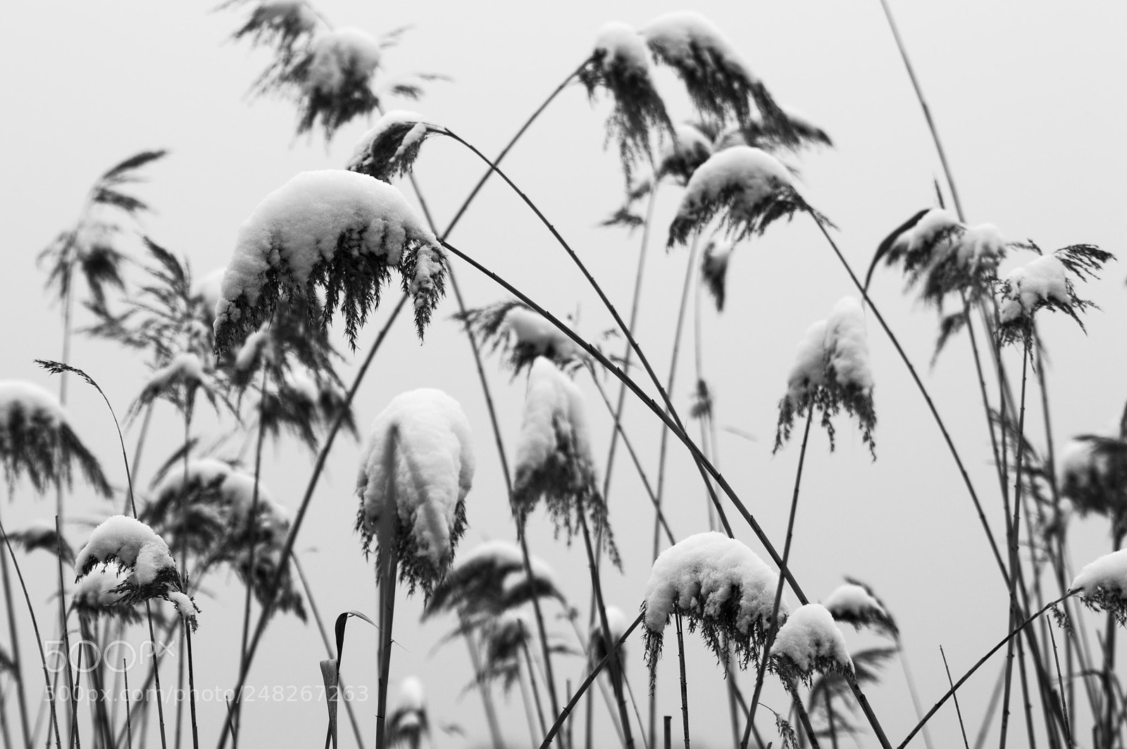 Nikon D3200 sample photo. Snowy canes photography