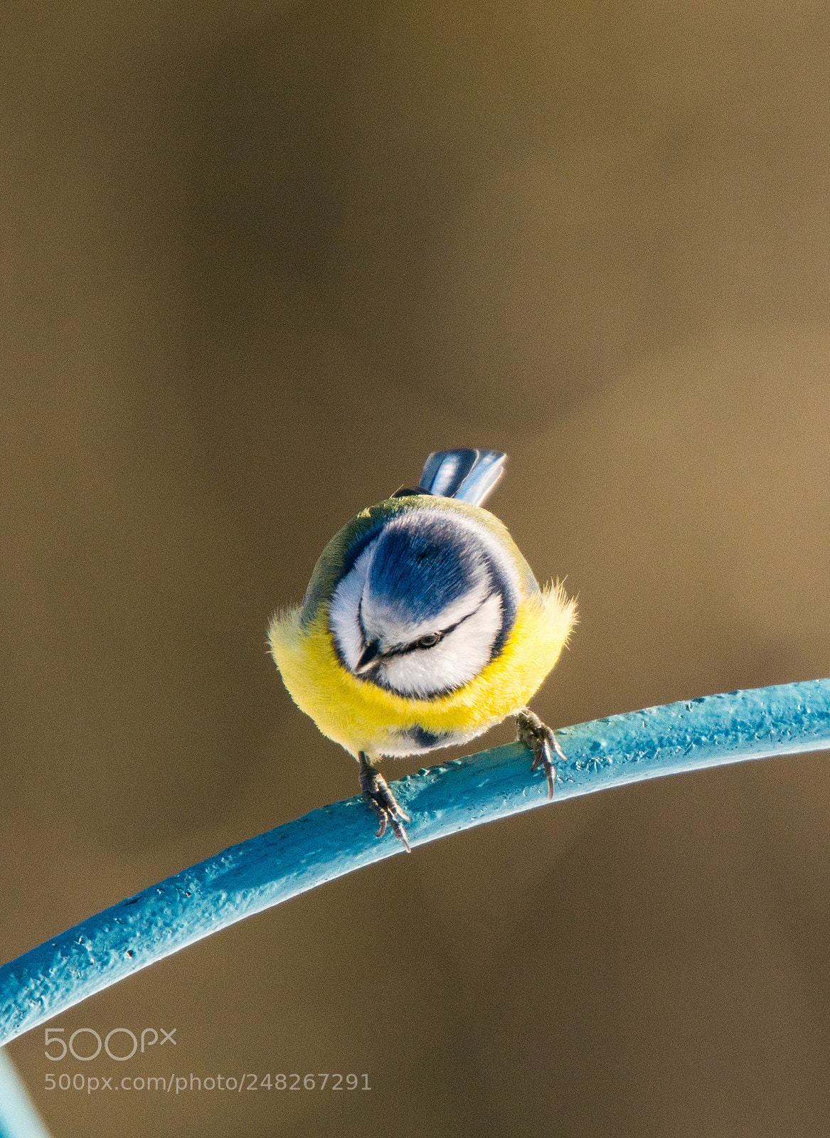 Sony a7R II sample photo. Dsc photography