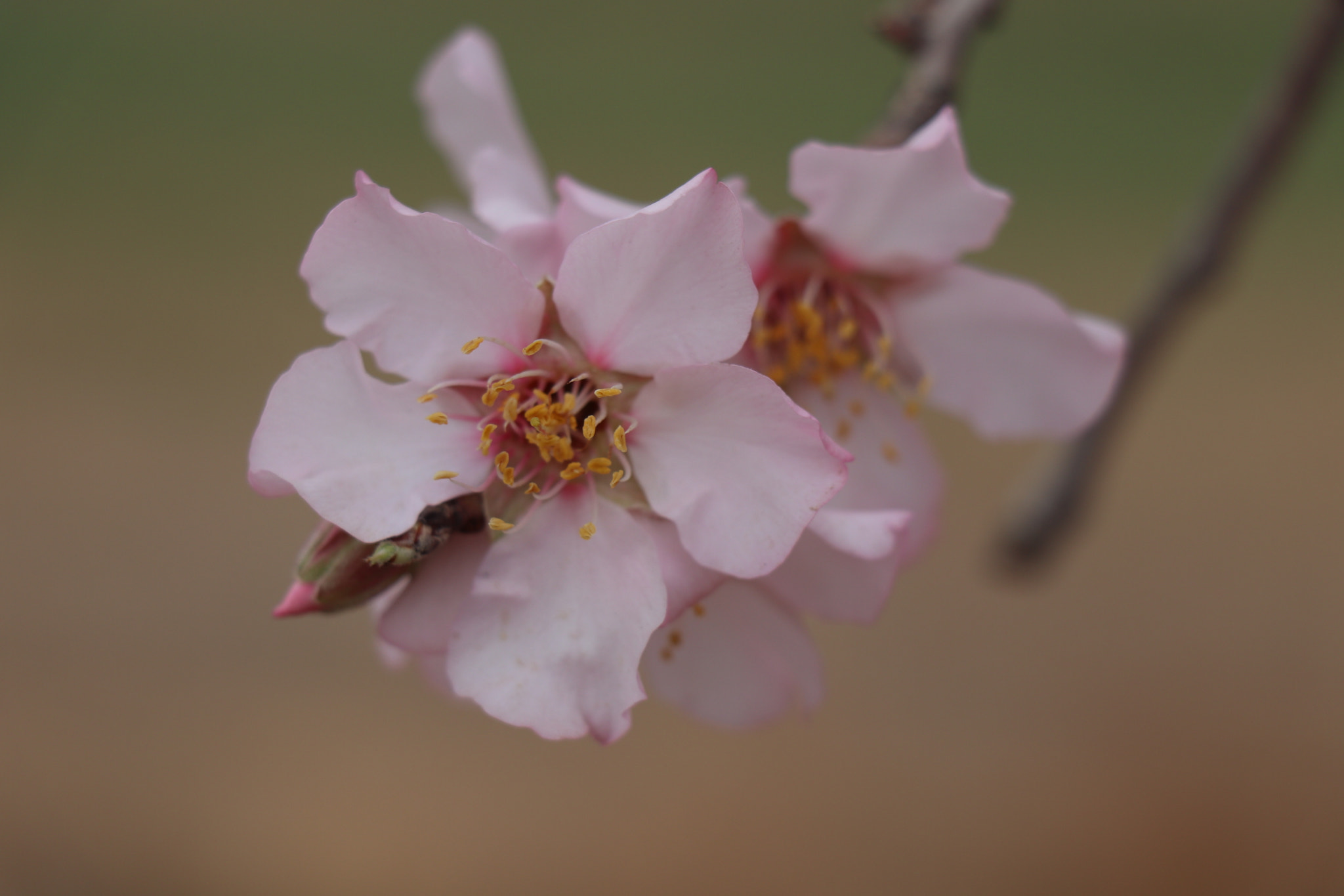 Canon EOS 77D (EOS 9000D / EOS 770D) sample photo