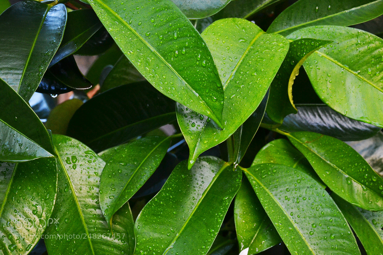 Nikon D3100 sample photo. Mangosteen leaf after rain photography