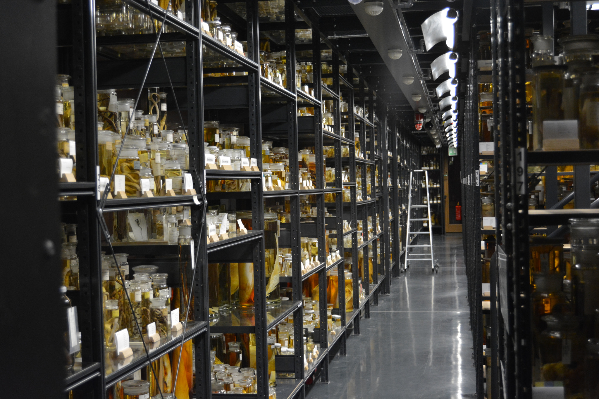 Nikon D5200 sample photo. Dna library photography