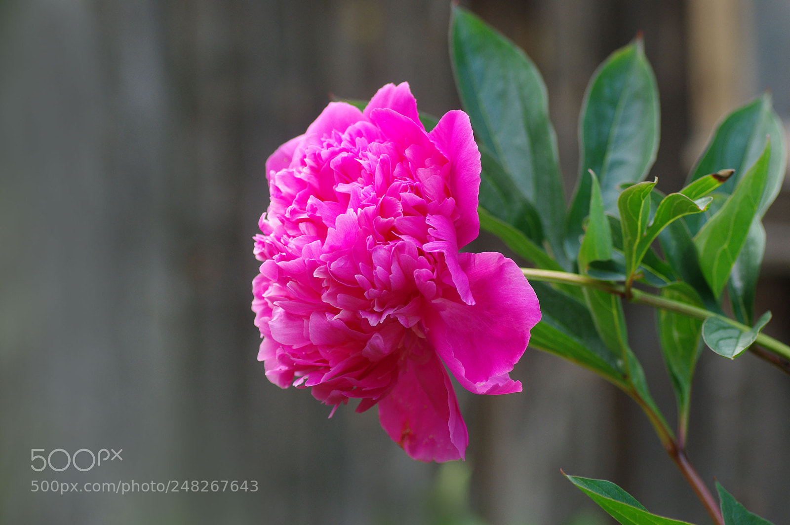 Pentax K200D sample photo. Peony photography