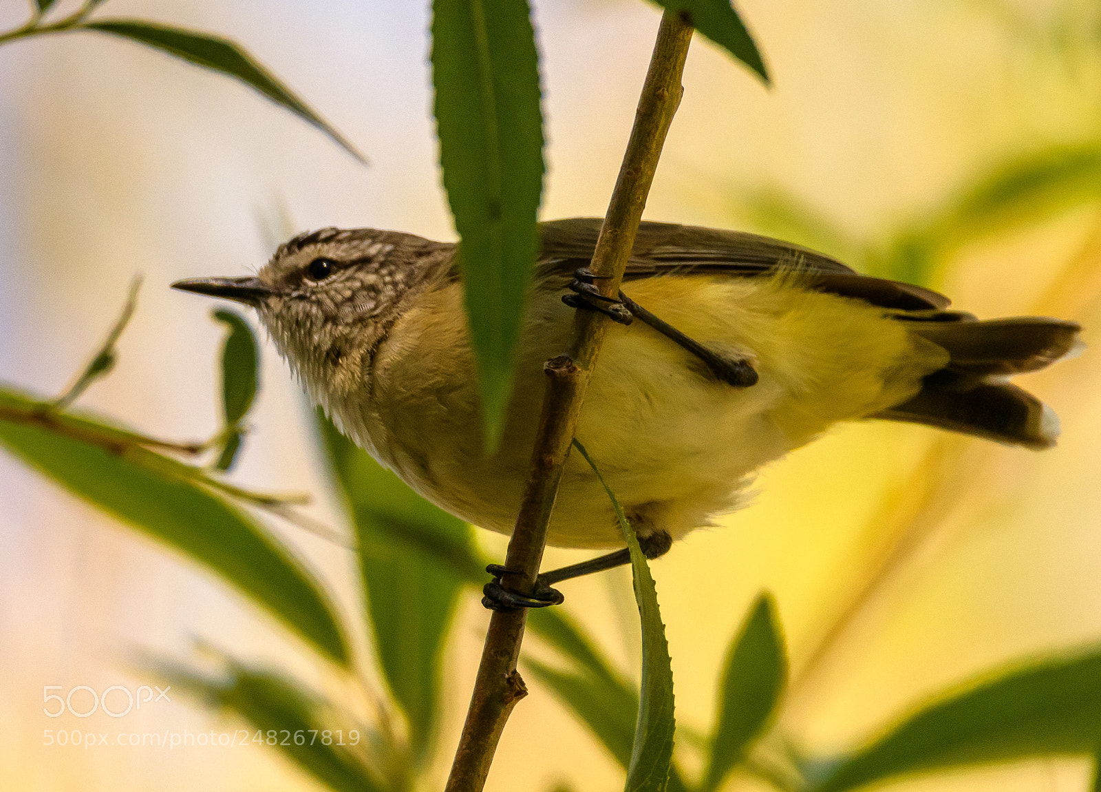 Nikon D7500 sample photo. Yellow rumped thornbill photography
