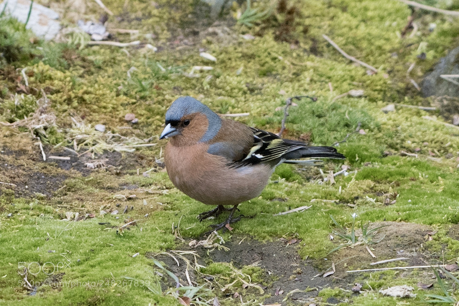 Nikon D500 sample photo. Chaffinch / pahirini photography