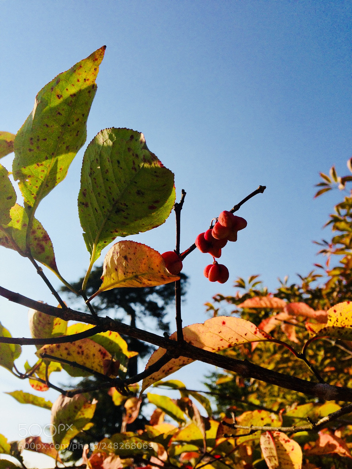 Apple iPhone 5 sample photo. Untitled photography