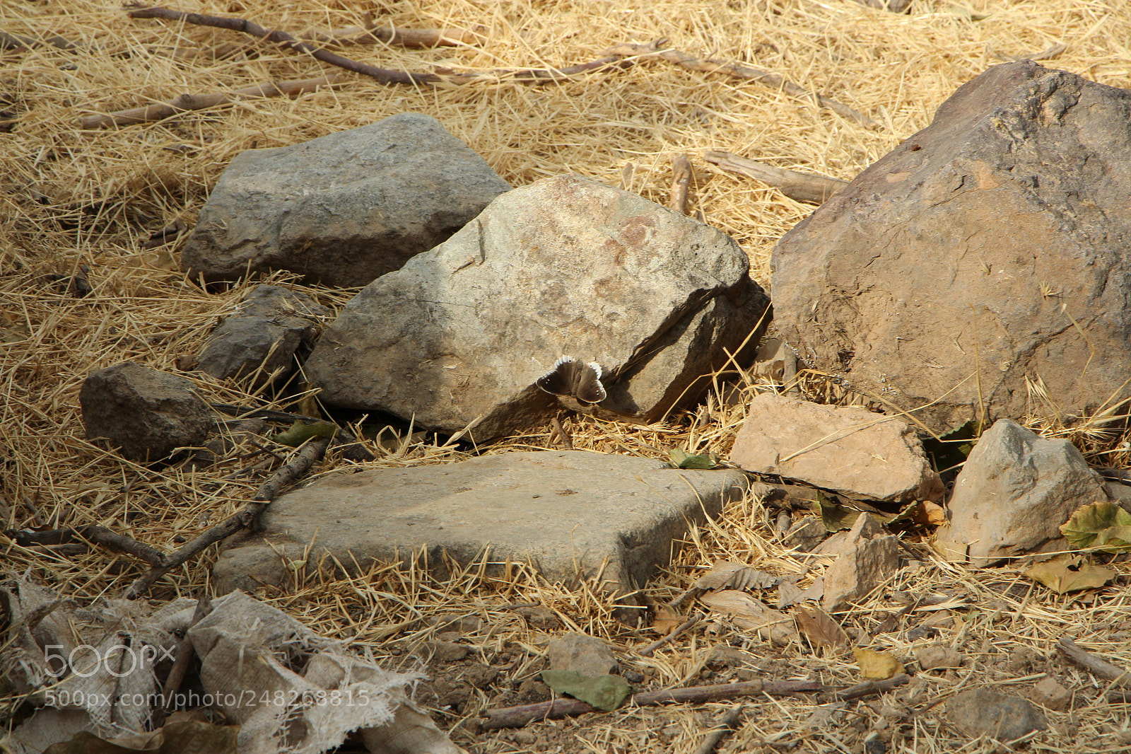 Canon EOS 700D (EOS Rebel T5i / EOS Kiss X7i) sample photo. Find the butterfly photography