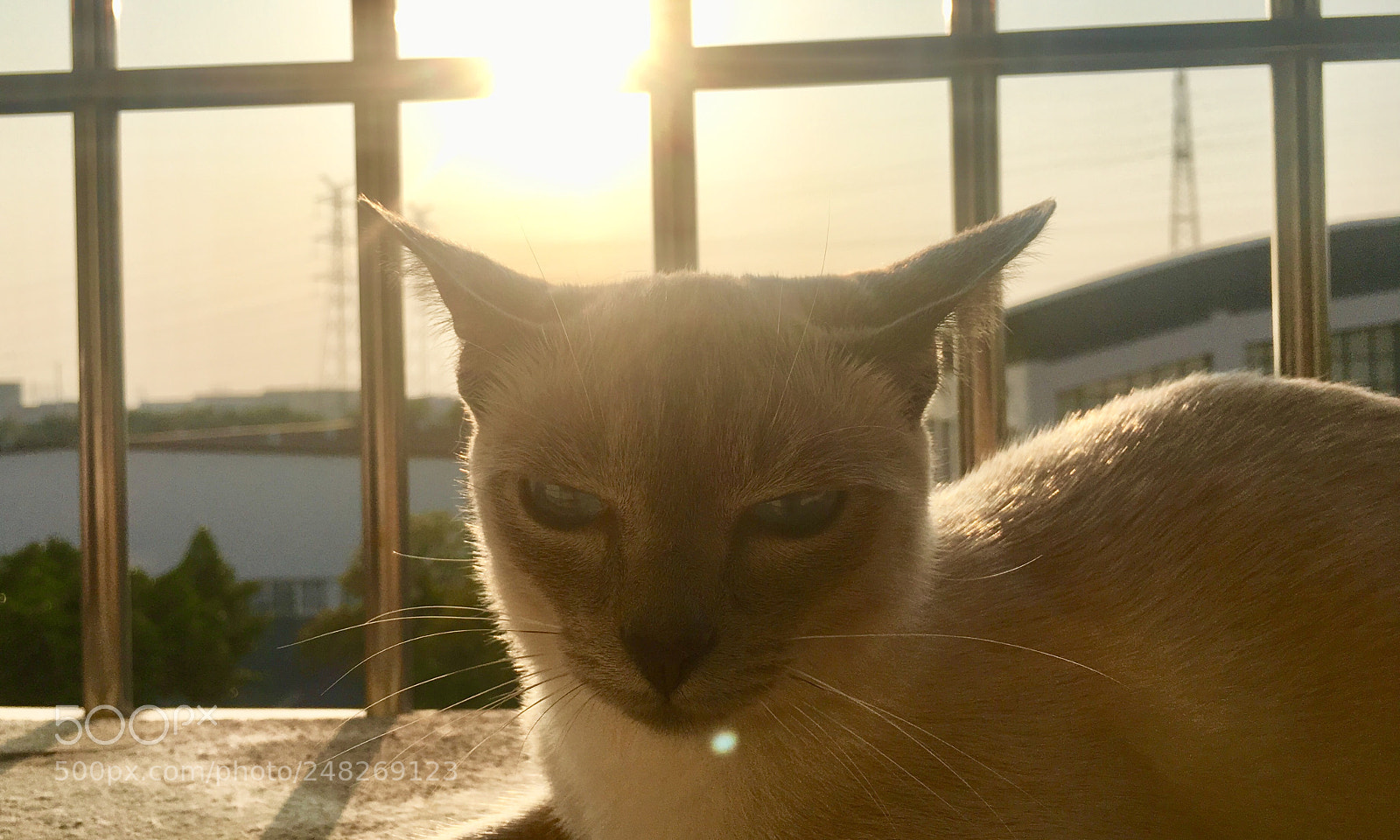 Apple iPhone 6s sample photo. 凤梨～ photography