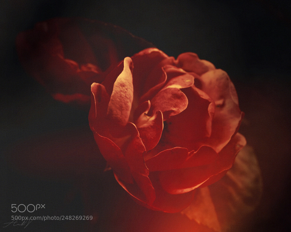 Canon EOS 7D sample photo. Sweet dreams photography