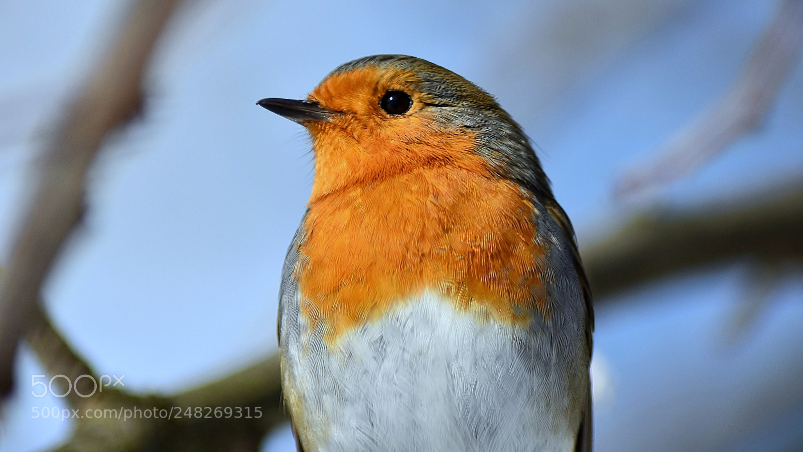 Nikon D3400 sample photo. Waiting for spring... photography