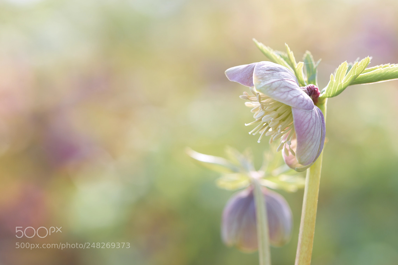 Nikon D810 sample photo. Helleborus photography