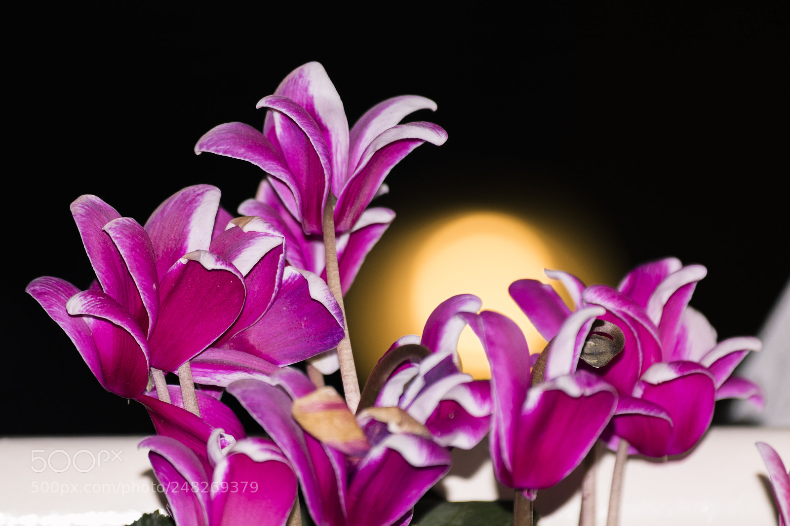 Nikon D5600 sample photo. Night flowers photography