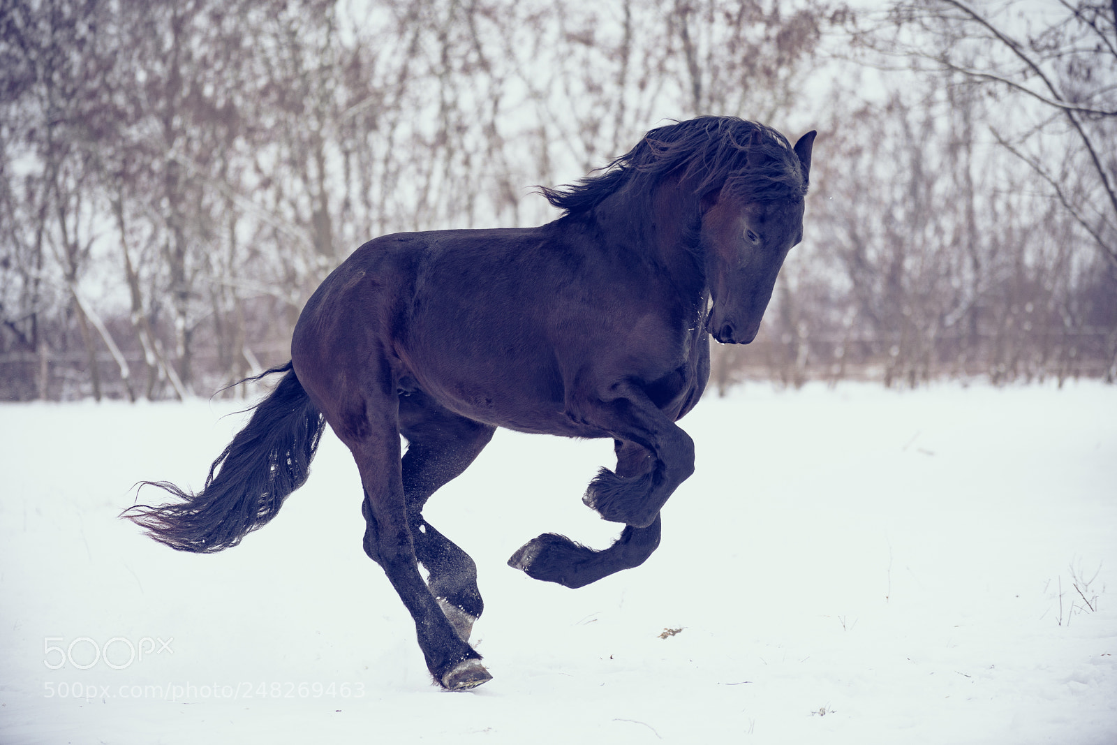 Sony a9 sample photo. Dark mustang photography