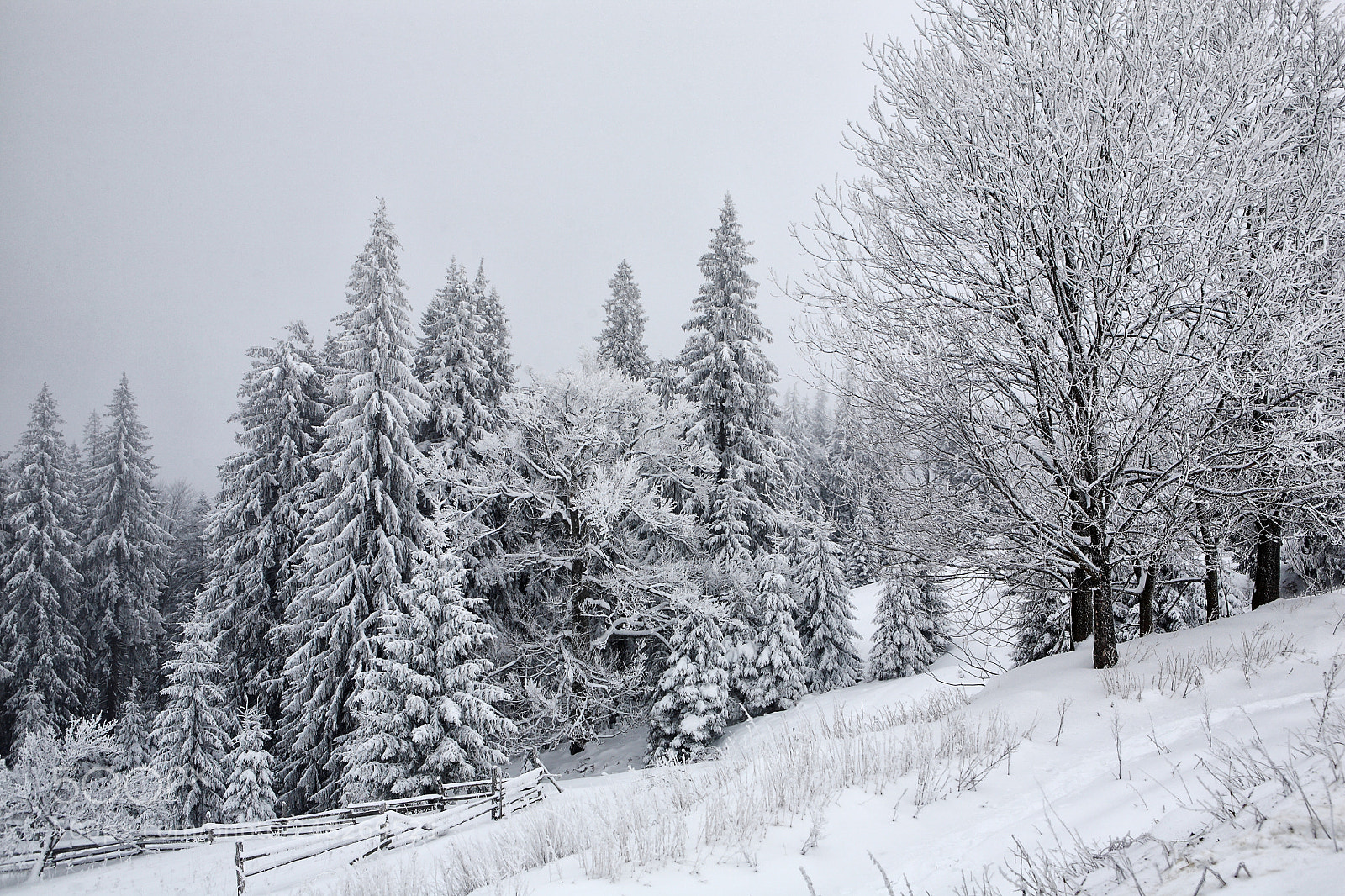 Canon EOS 5D sample photo. Winter picture photography