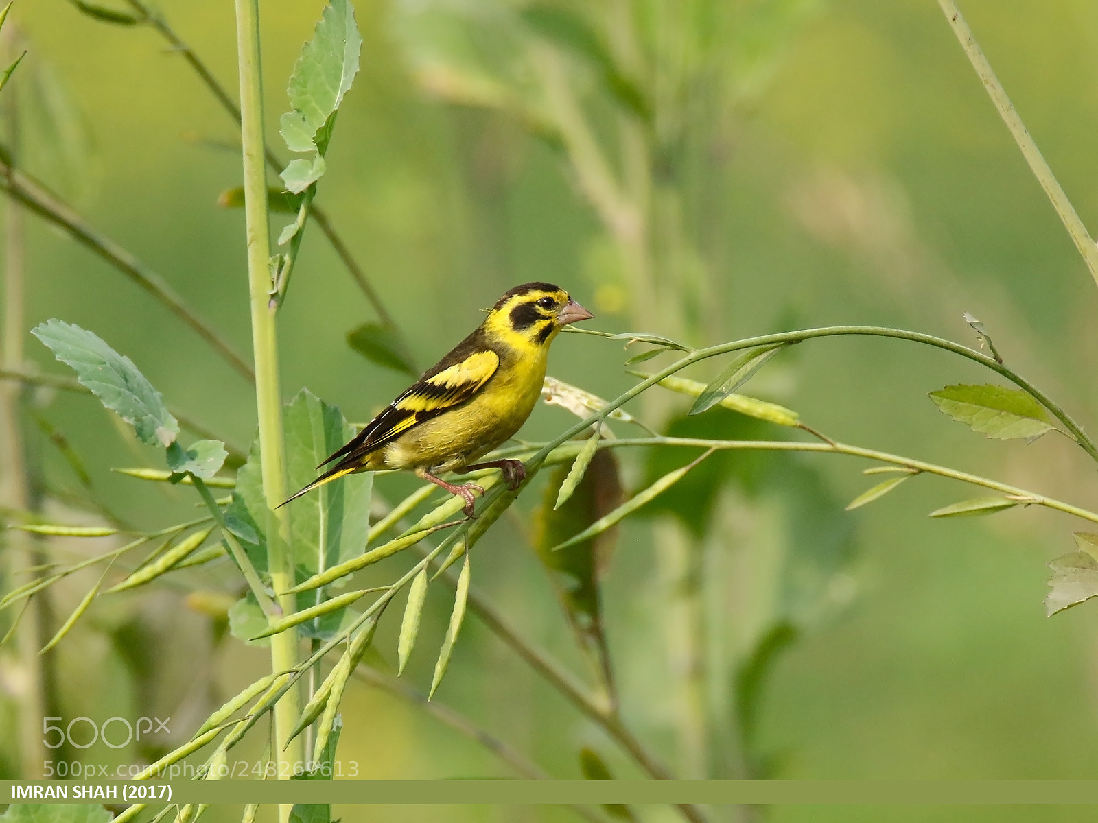 Canon EOS 7D Mark II sample photo. Yellow-breasted greenfinch (chloris spinoides) photography