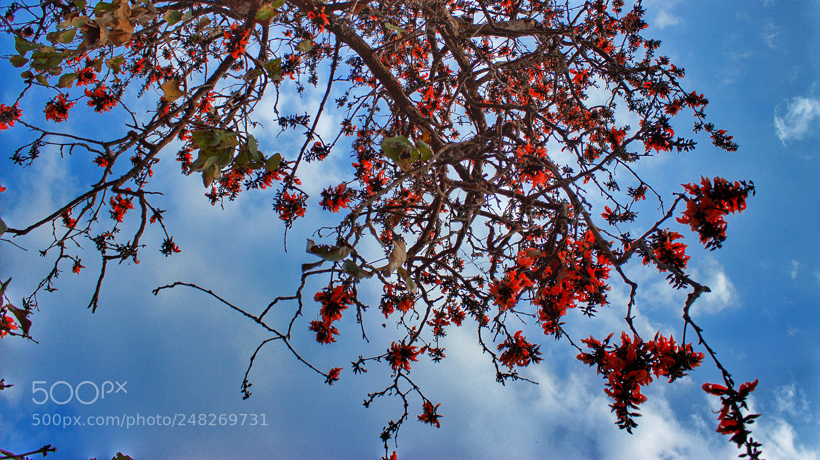 Canon EOS 600D (Rebel EOS T3i / EOS Kiss X5) sample photo. Autumn season photography