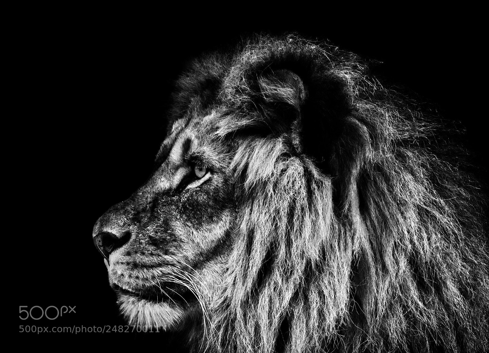 Nikon D600 sample photo. Lion king photography