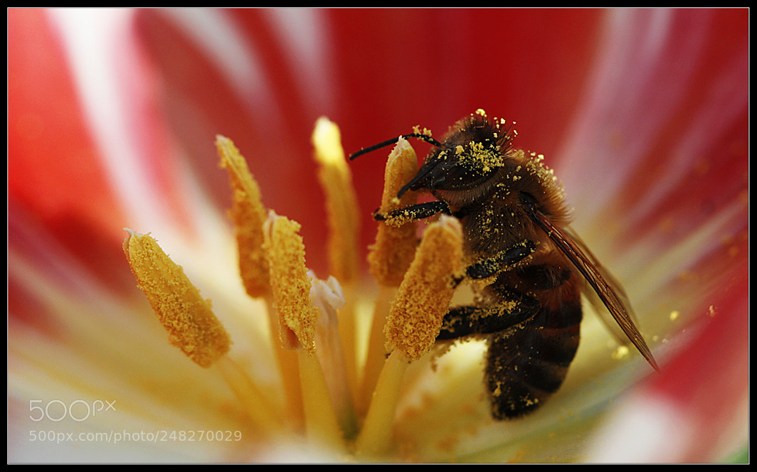 Canon EOS 450D (EOS Rebel XSi / EOS Kiss X2) sample photo. Pollination time.... photography