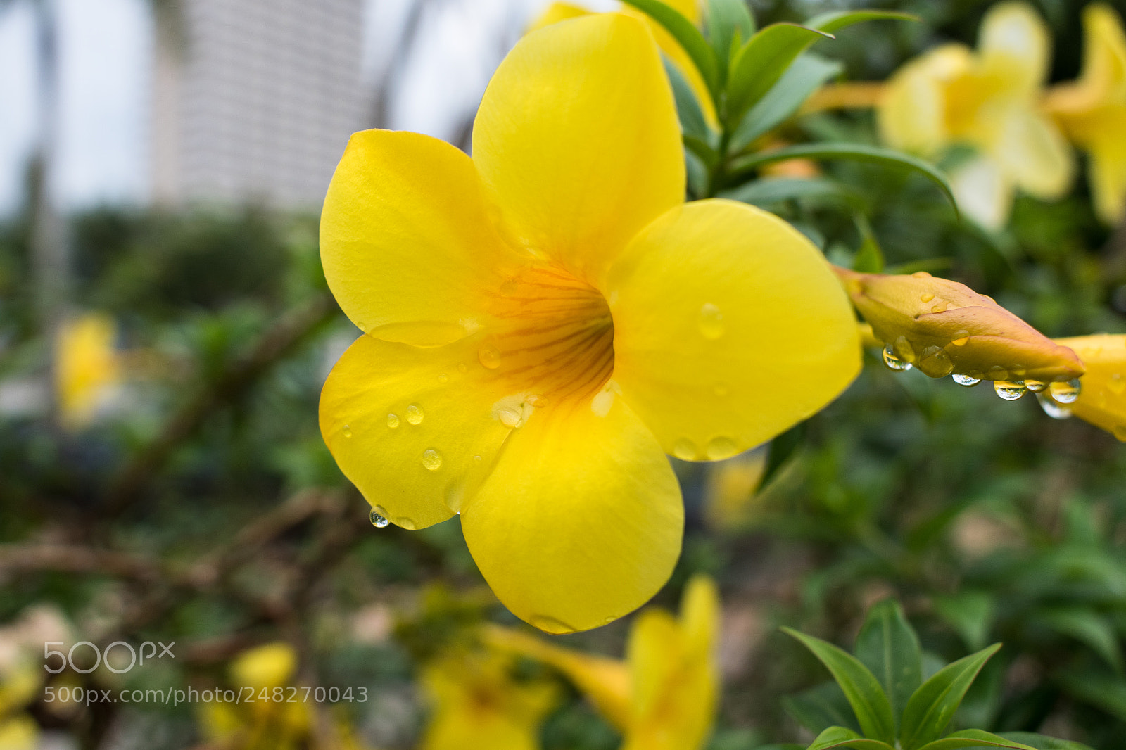 Nikon D5500 sample photo. Golden trumpet photography