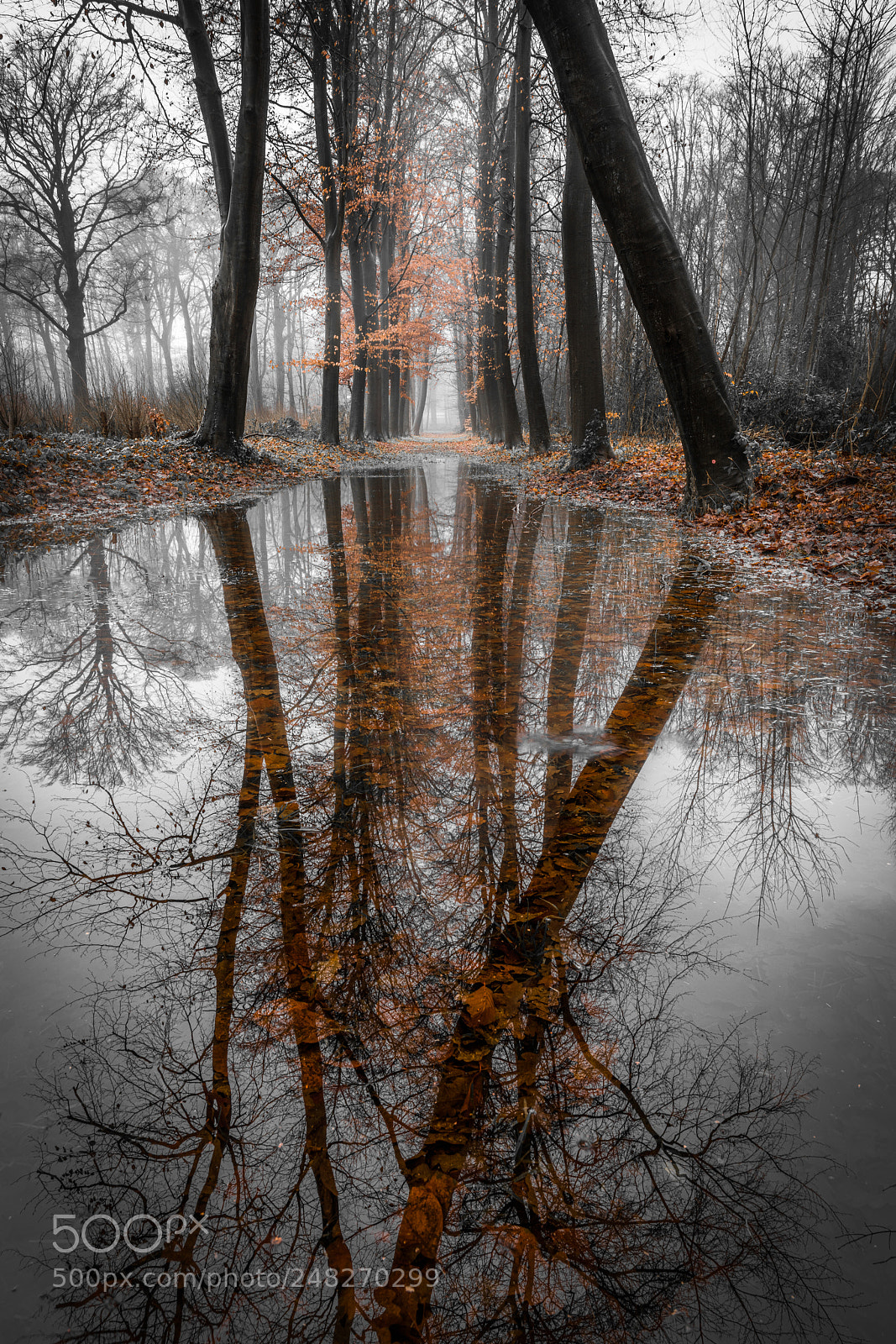 Sony a7R III sample photo. Autumn in the heilooerbos... photography