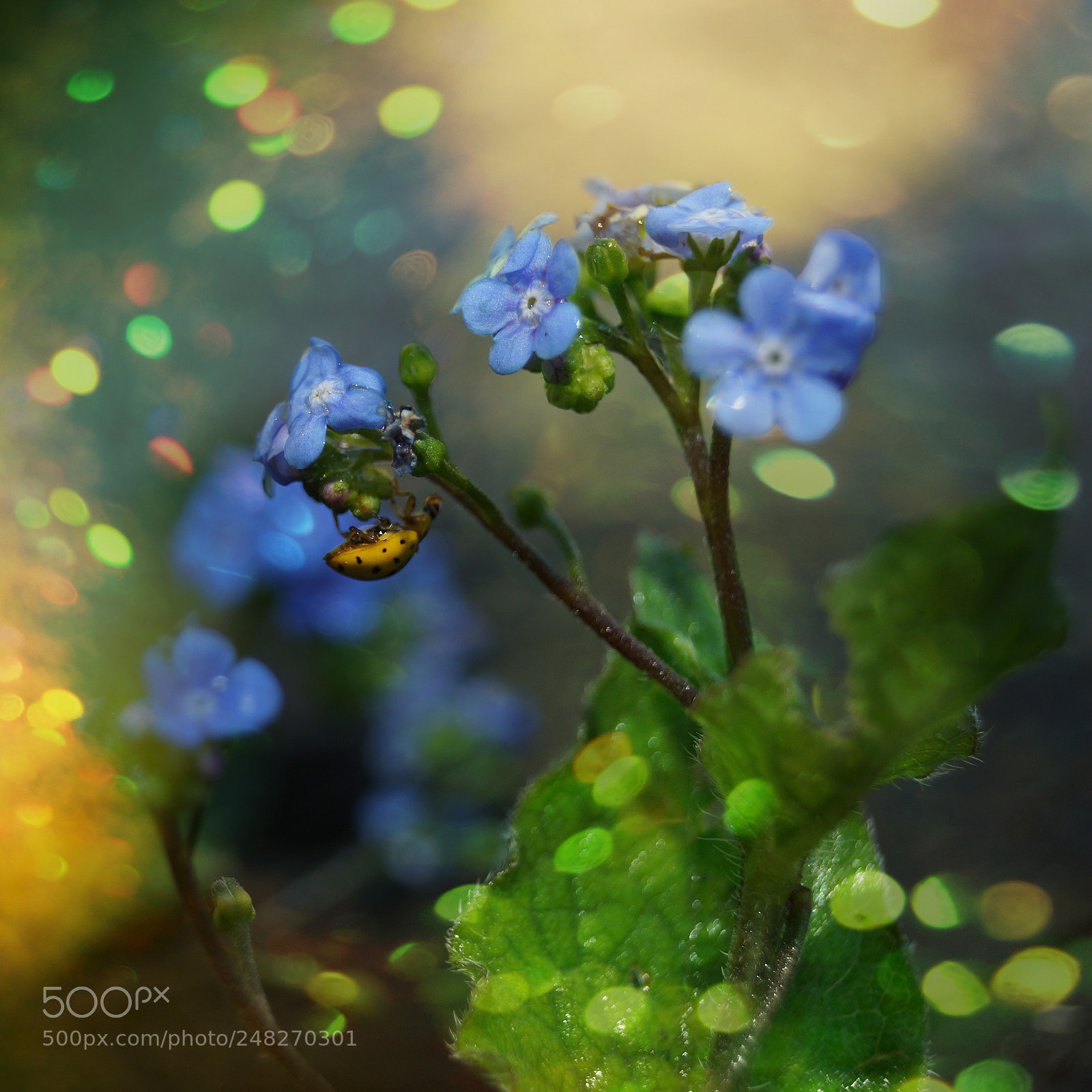 Sony SLT-A65 (SLT-A65V) sample photo. Myosotis photography