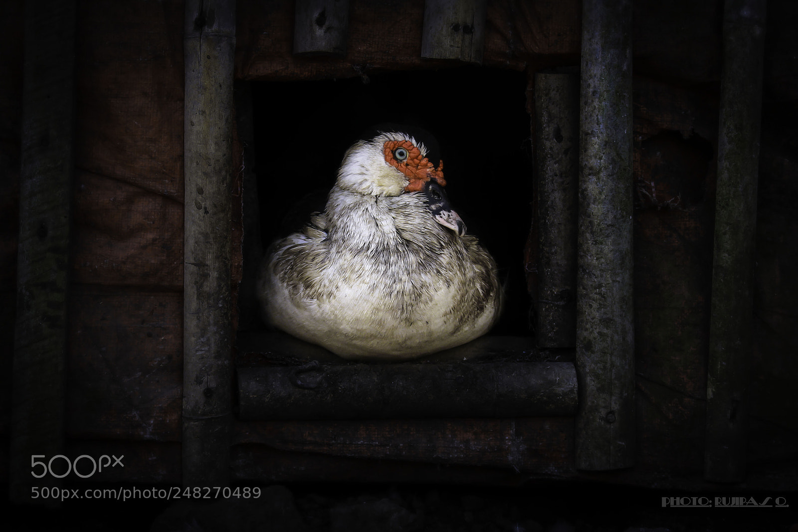 Canon EOS 7D sample photo. Littel duck photography