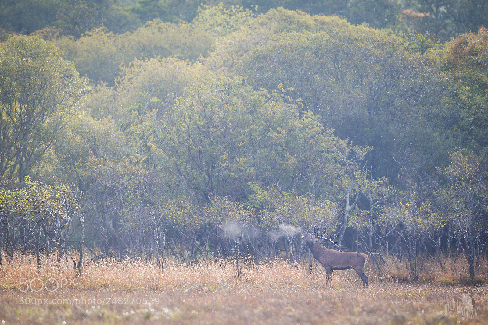 Canon EOS-1D Mark IV sample photo. Magical morning photography