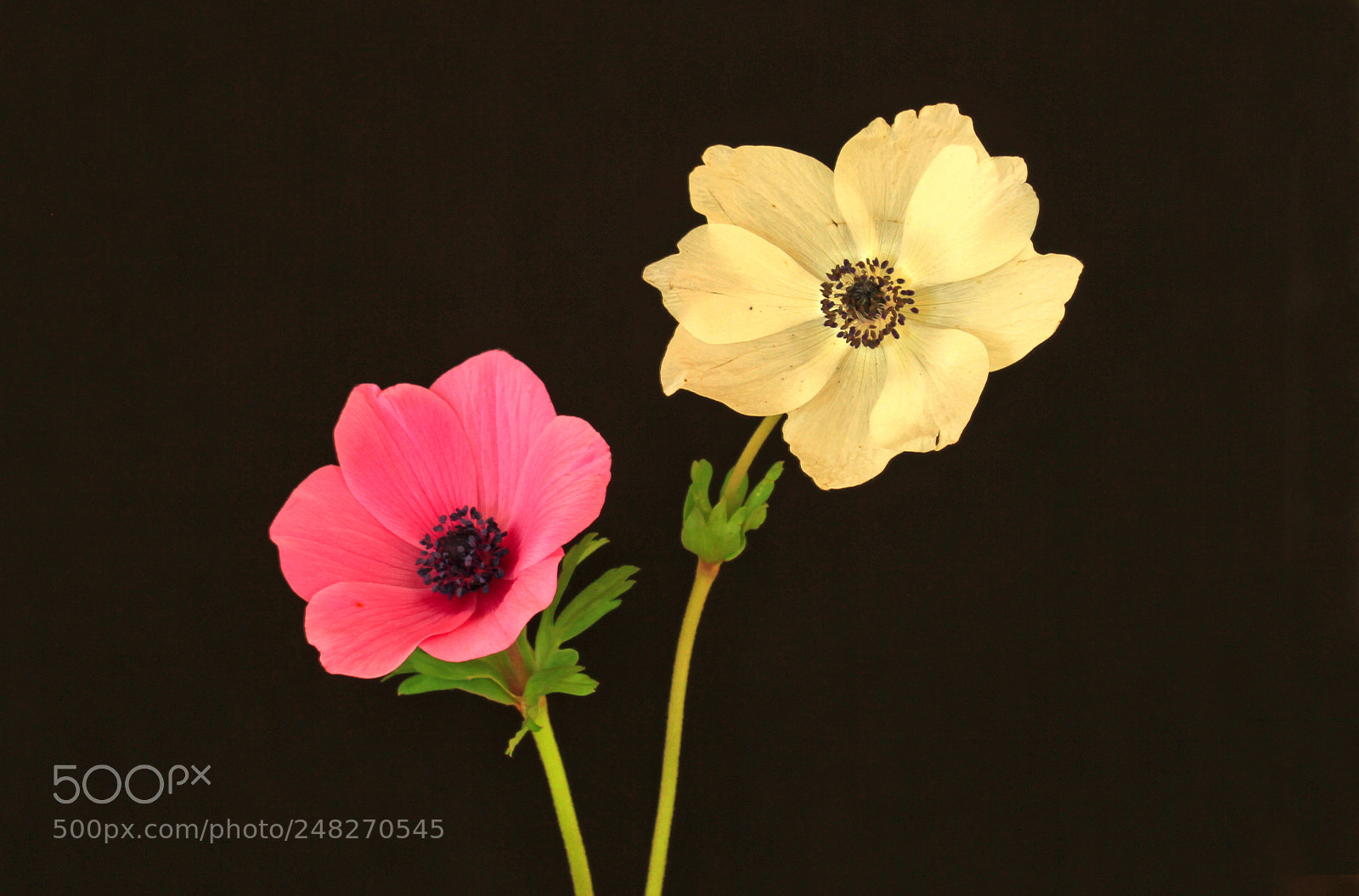 Canon EOS 7D sample photo. Untitled photography