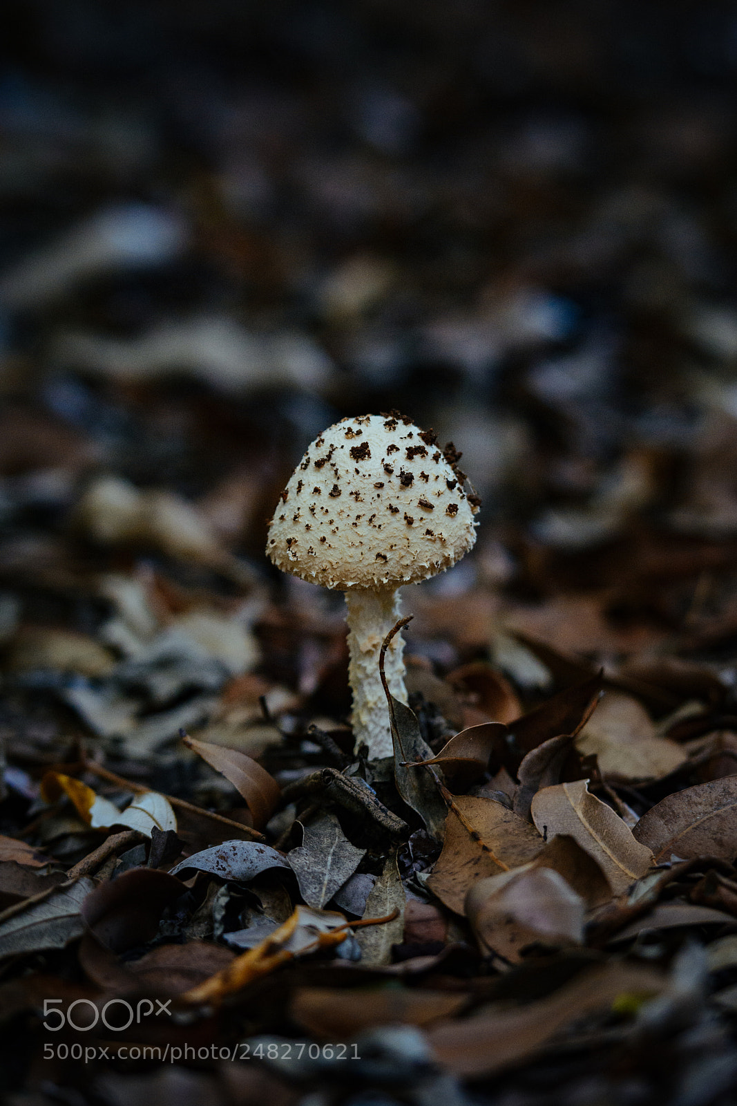 Nikon D7100 sample photo. Mushroom in the woods photography