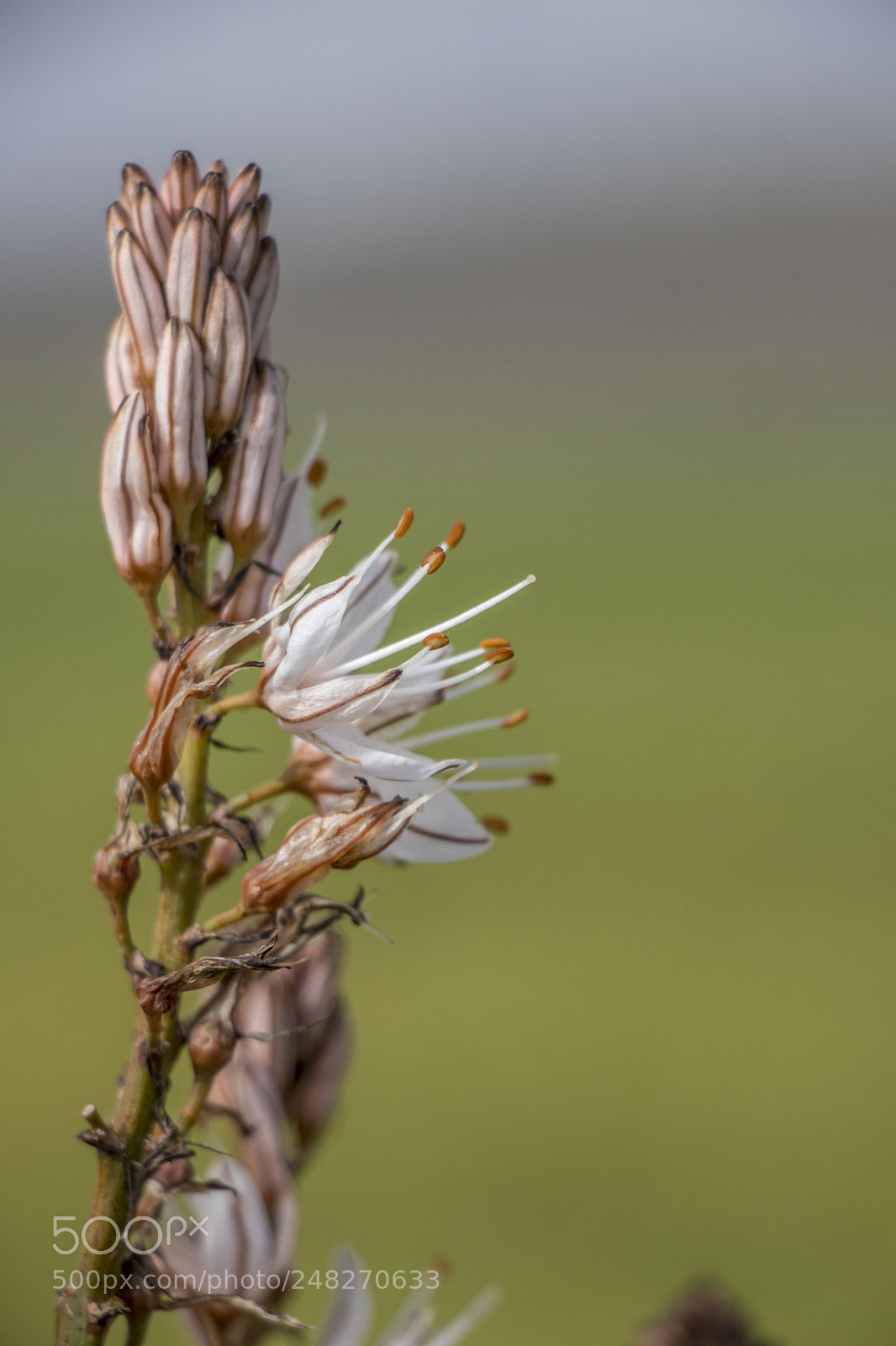 Canon EOS 77D (EOS 9000D / EOS 770D) sample photo. Wild flower photography