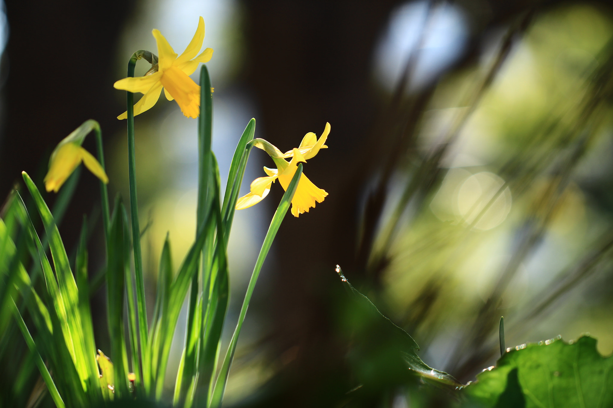 Canon EOS 700D (EOS Rebel T5i / EOS Kiss X7i) + Canon EF 100mm F2.8L Macro IS USM sample photo. The bliss of solitude... photography