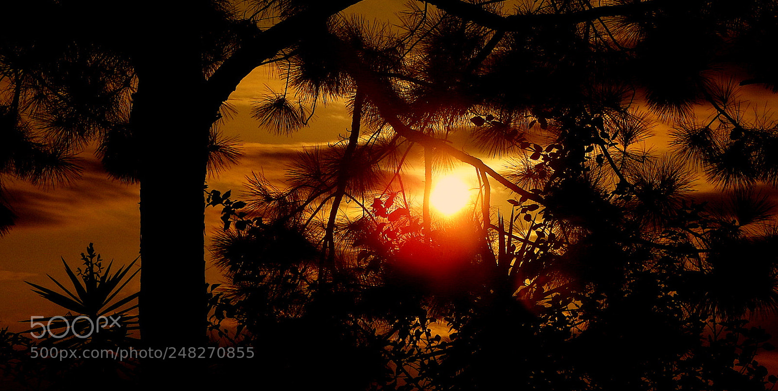 Fujifilm FinePix SL1000 sample photo. Hot sunrise photography