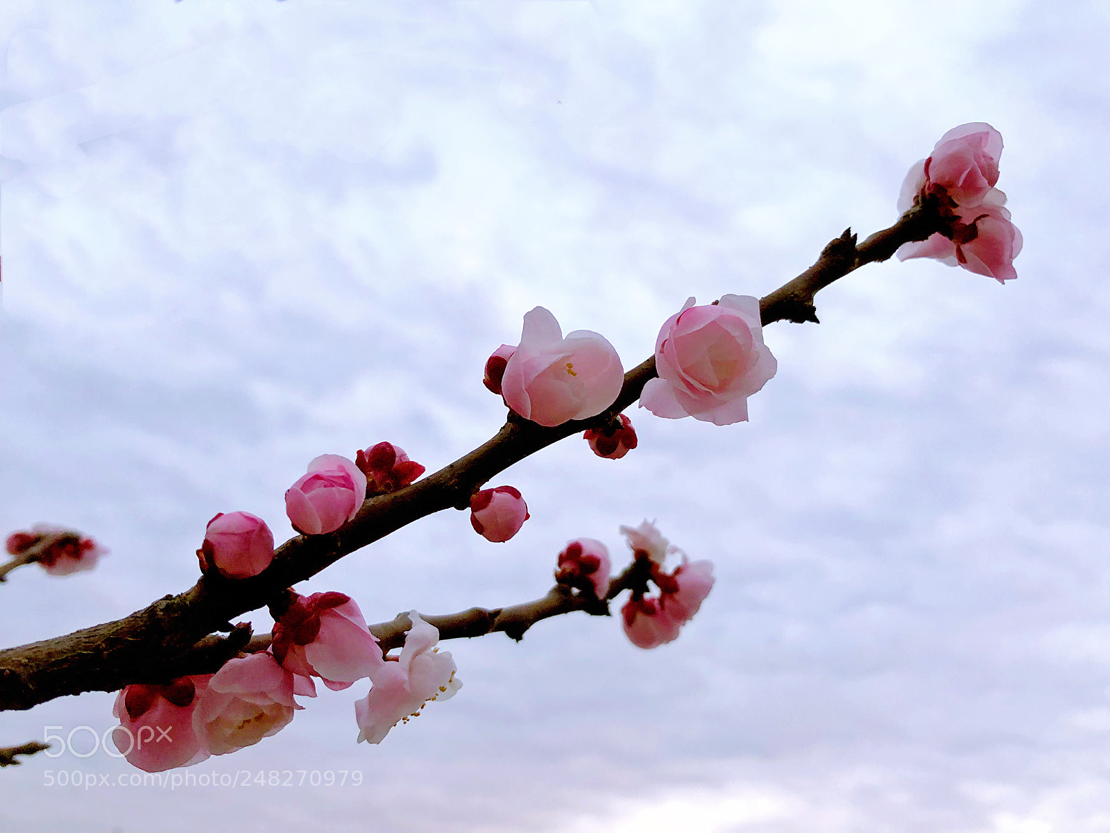 Apple iPhone X sample photo. Untitled photography