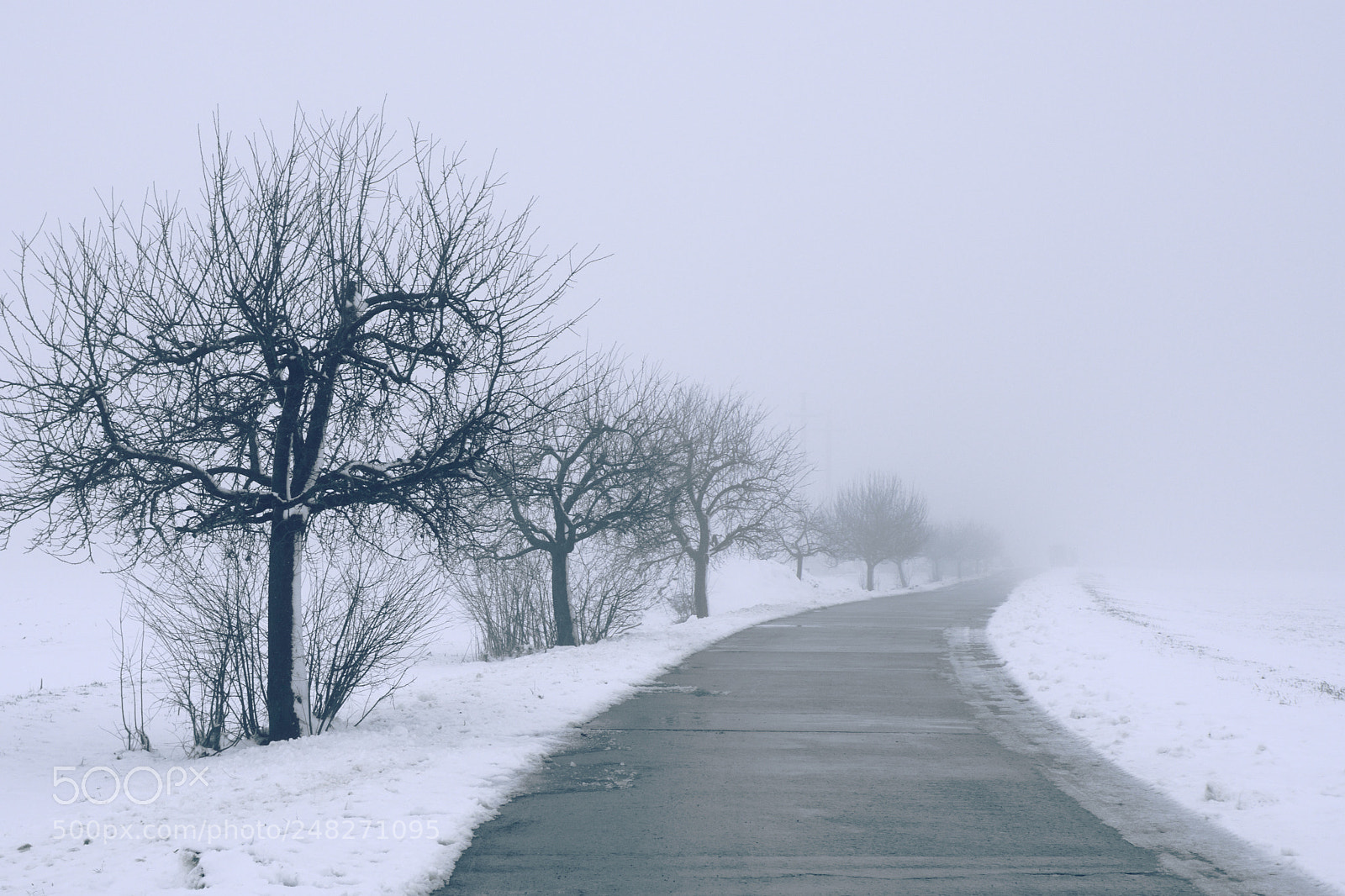 Nikon D7500 sample photo. Road with trees alongside photography