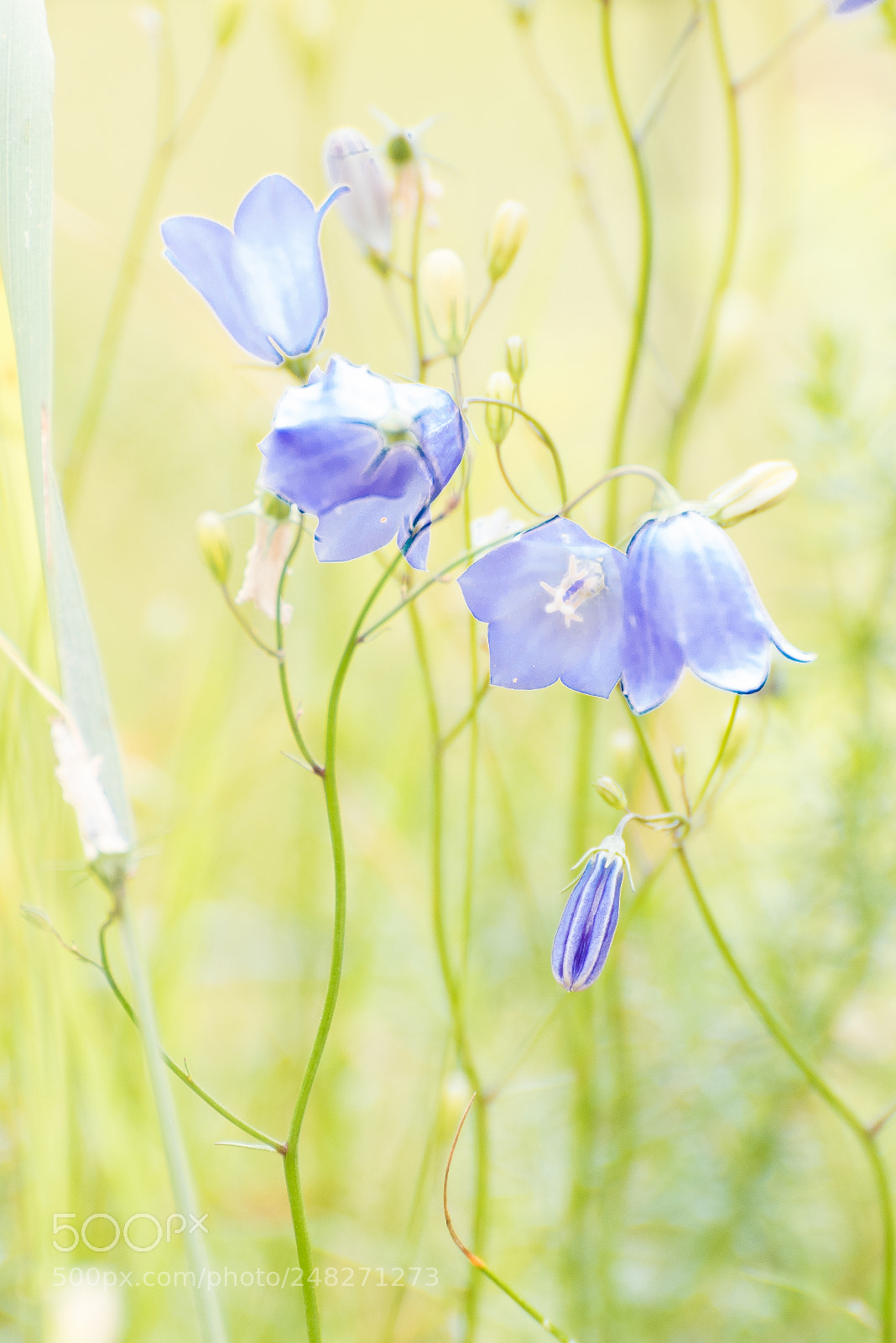 Nikon D810 sample photo. Harebells photography