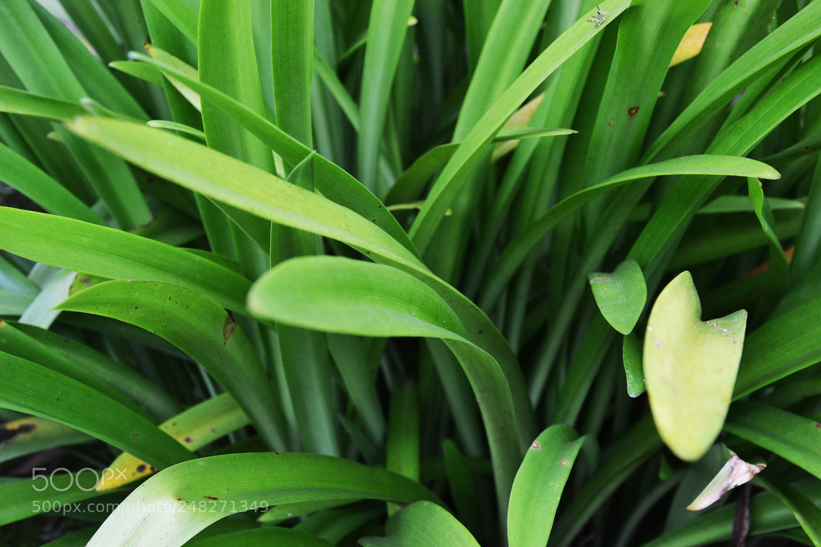Nikon D3100 sample photo. Natural green leaf photography