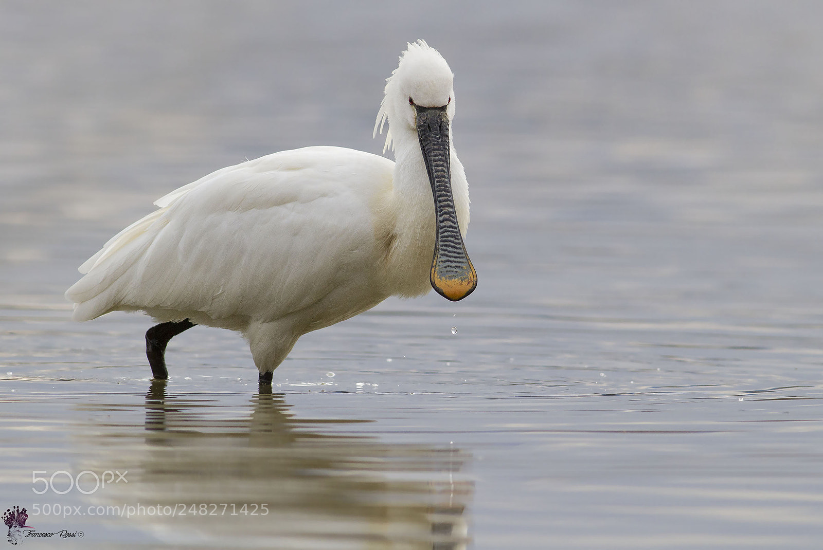 Canon EOS 7D sample photo. Eurasian spoonbill, spatola photography