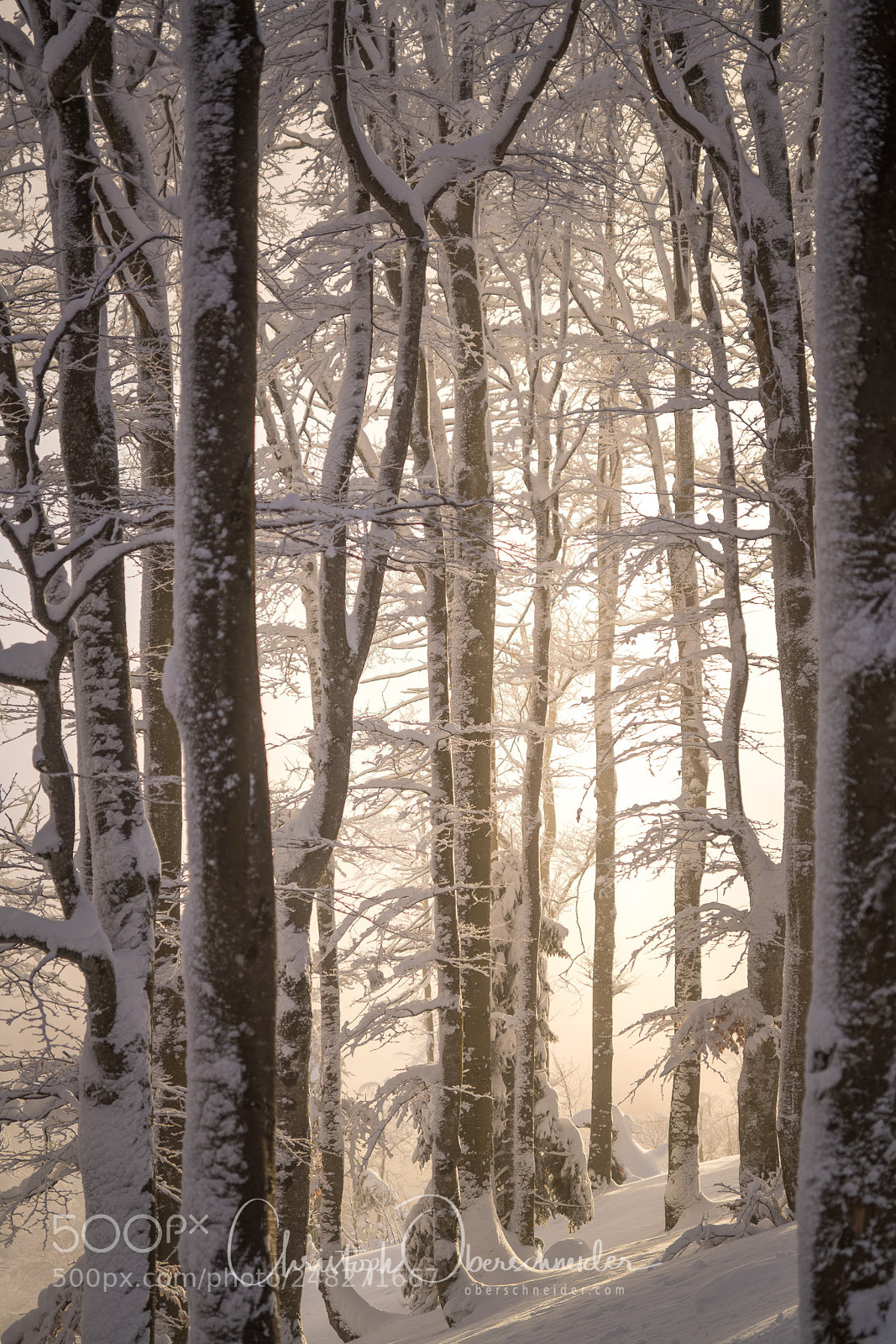 Sony a99 II sample photo. Magical light in winter photography