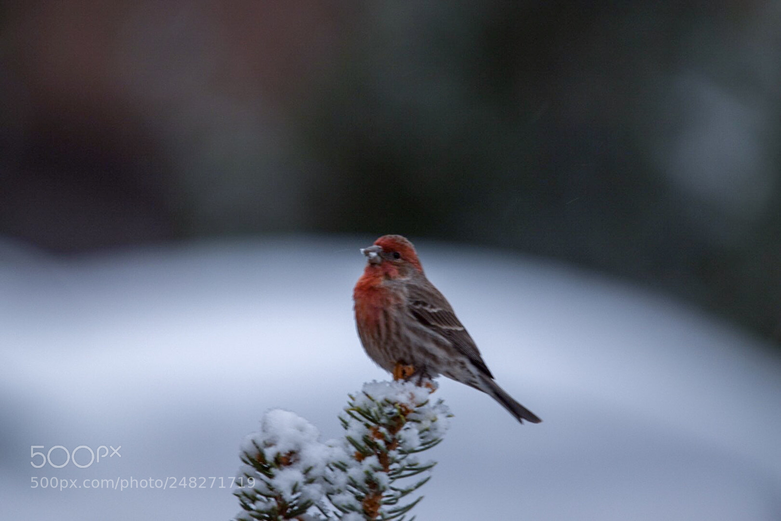 Nikon D5300 sample photo. Snow taste good photography