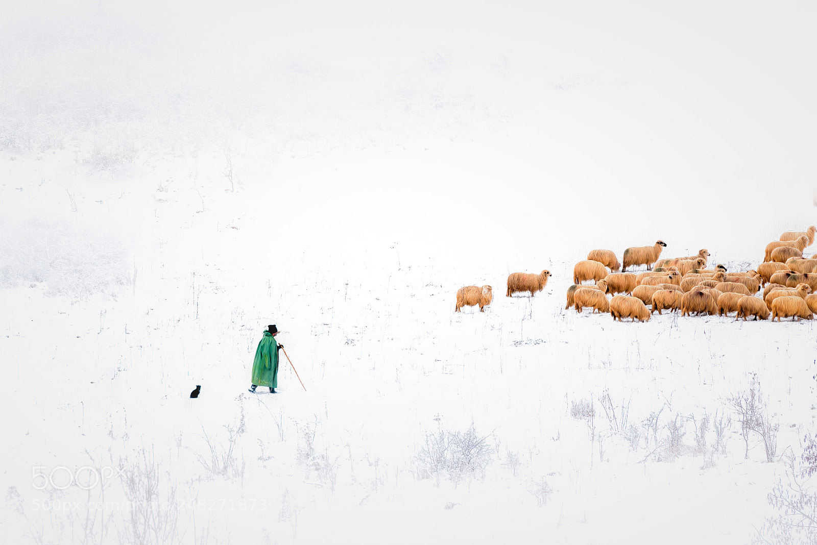 Nikon D610 sample photo. Shepherd photography