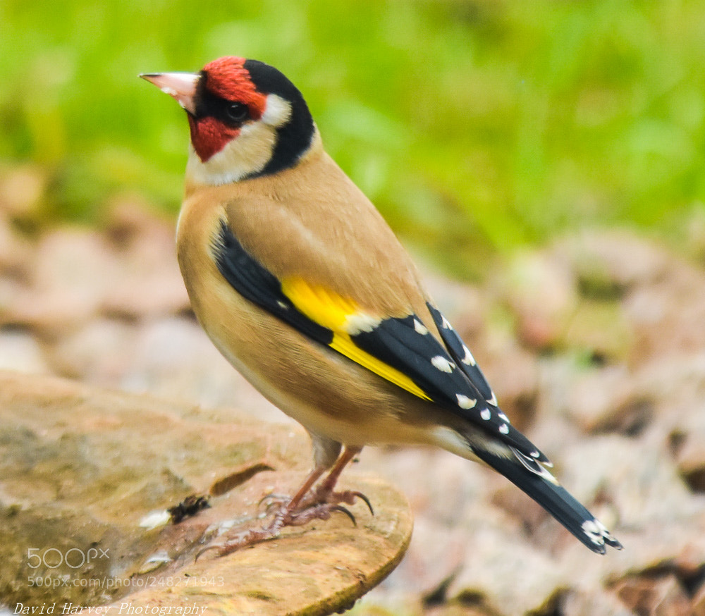Nikon D7200 sample photo. Goldfinch photography