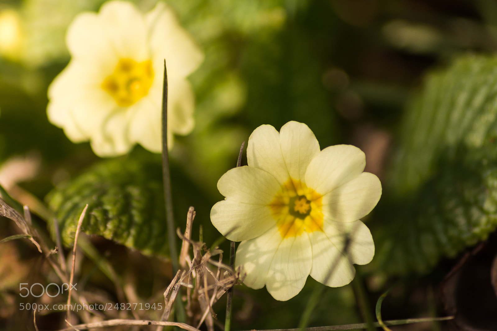 Nikon D5200 sample photo. Primula photography