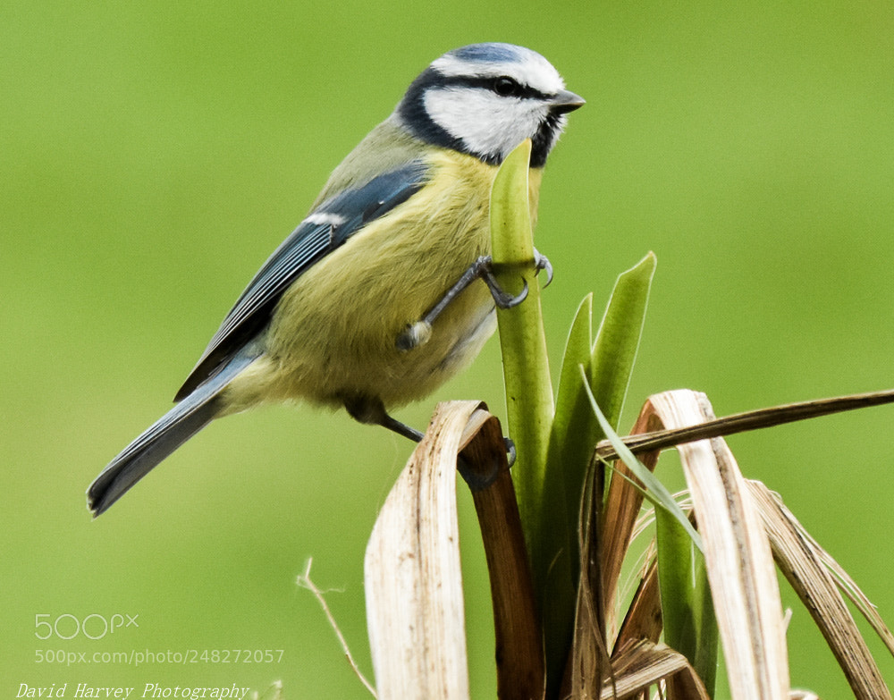 Nikon D7200 sample photo. Perched high photography