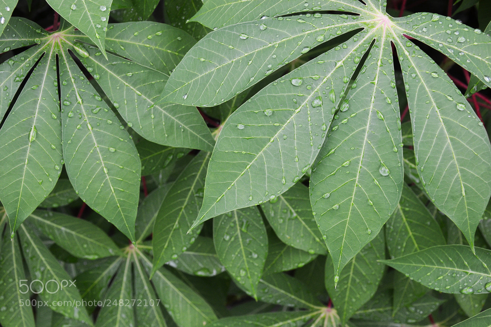 Nikon D3100 sample photo. Fresh cassava leaf after photography