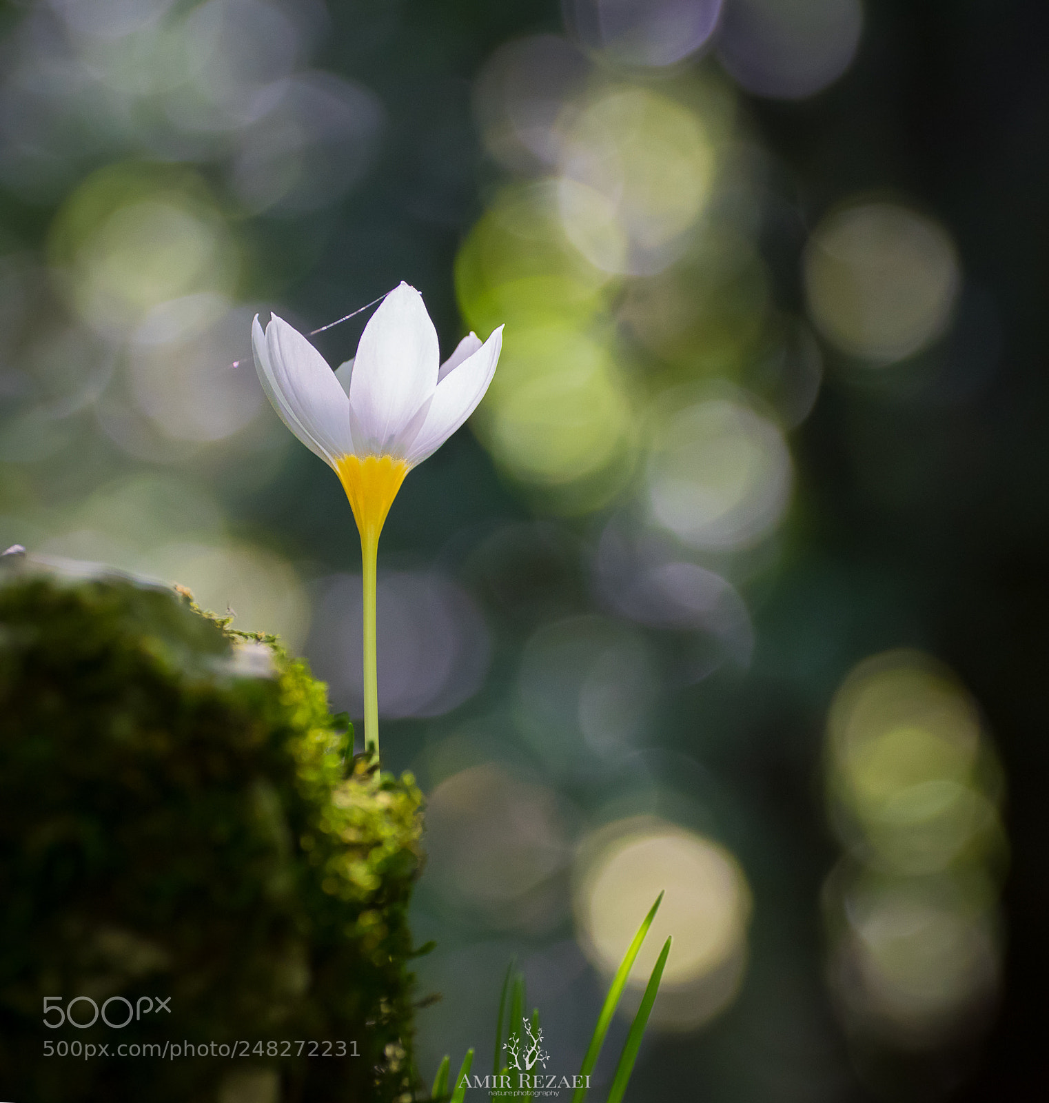 Nikon D5300 sample photo. Lonely flower photography