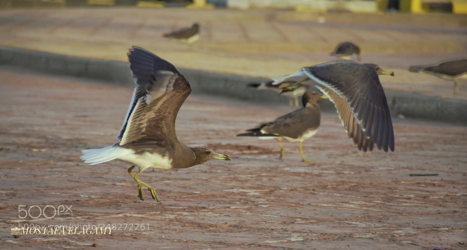Nikon D5300 sample photo. Together for ever photography