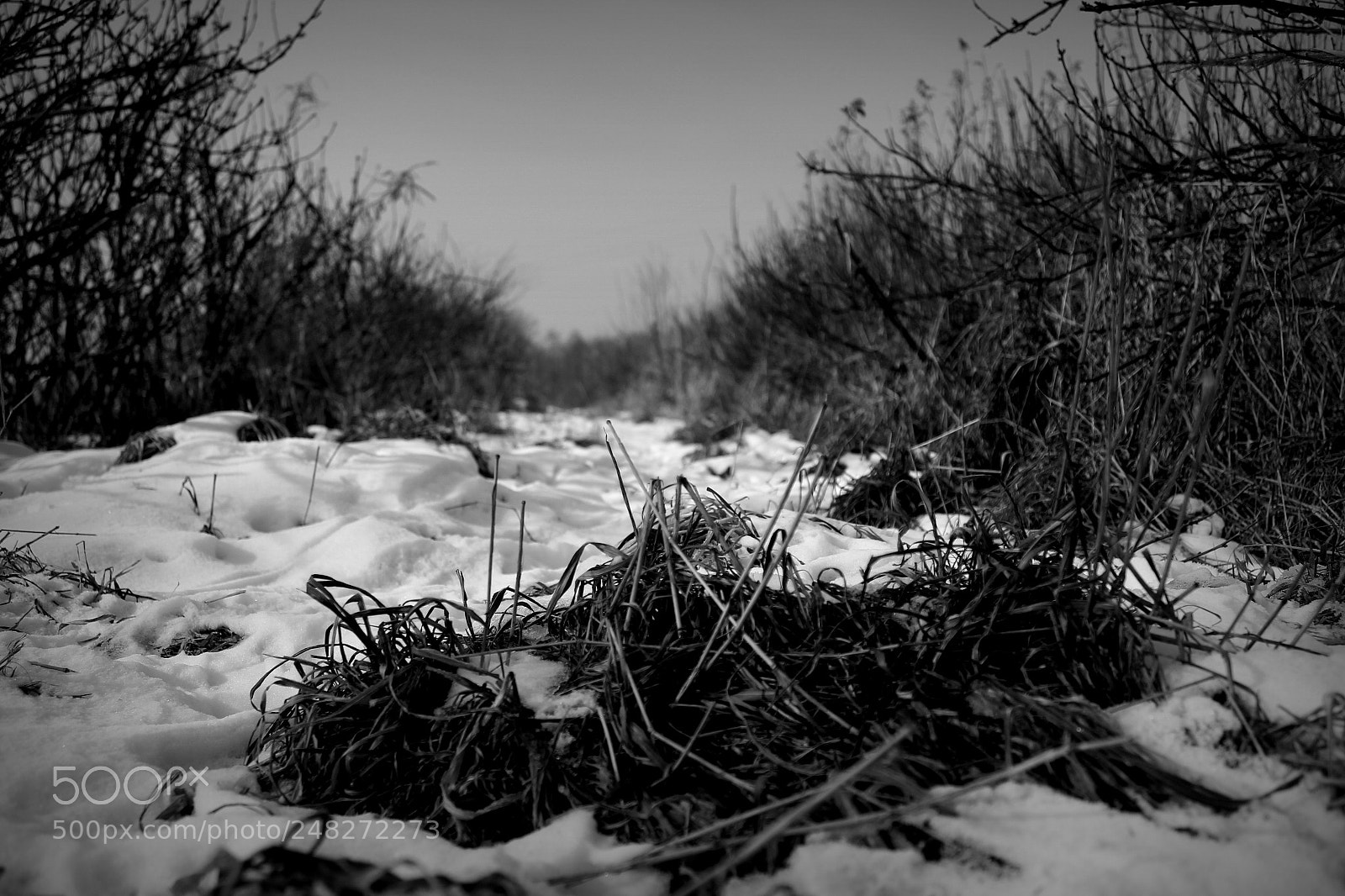 Canon EF-S 18-55mm F3.5-5.6 III sample photo. Choose your way photography