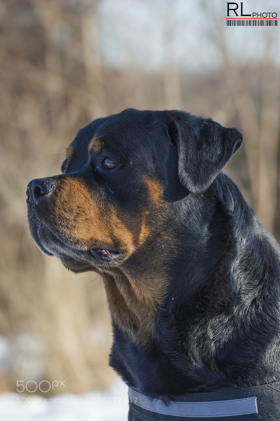 Nikon D3200 sample photo. Rottweiler profile photography