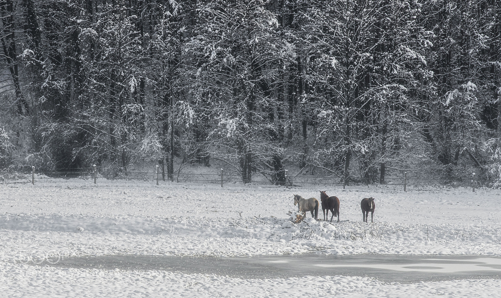 Canon EOS-1D X Mark II sample photo. Horse no free... photography