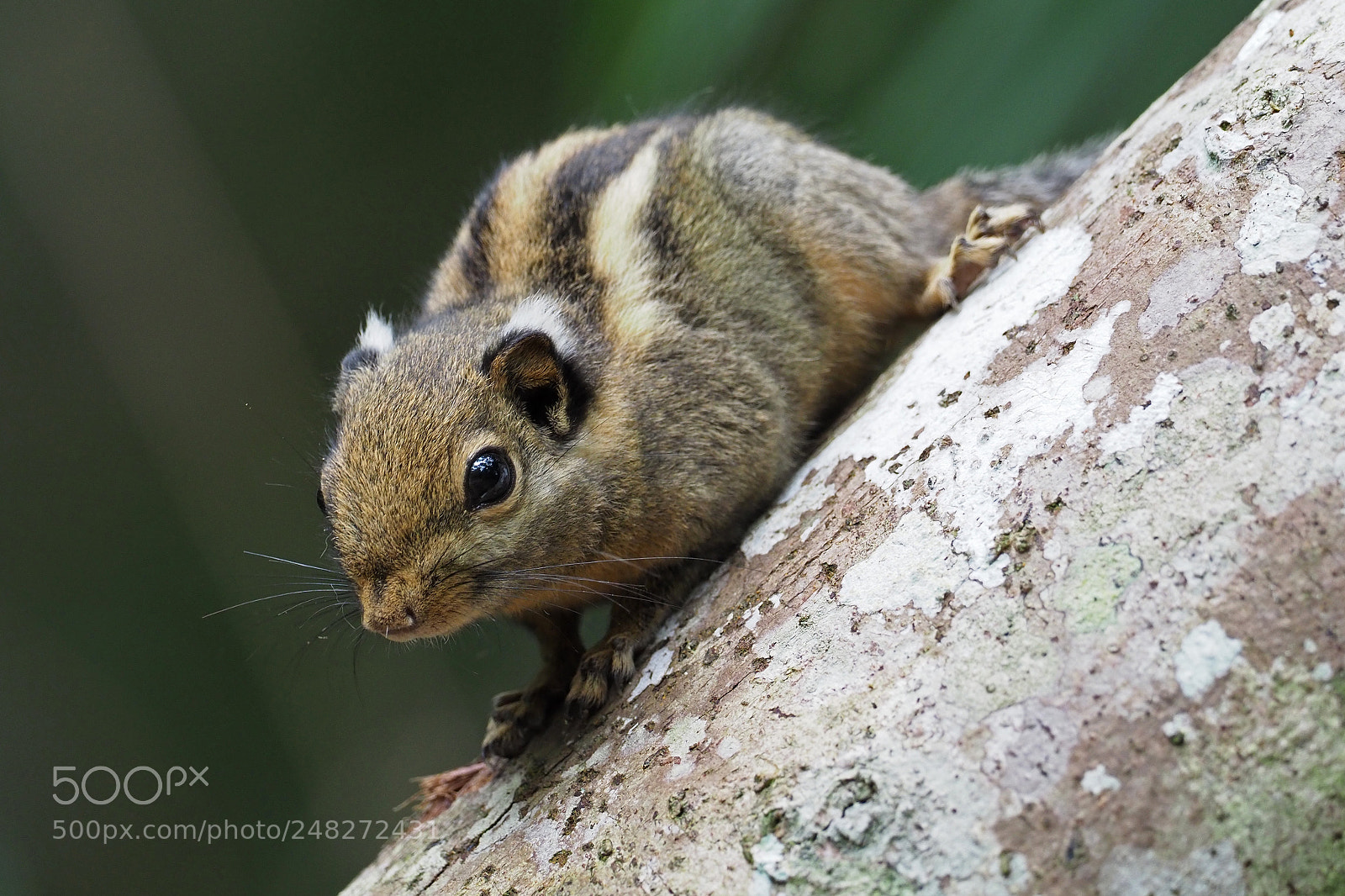 Olympus OM-D E-M1 Mark II sample photo. Western striped squirrel photography